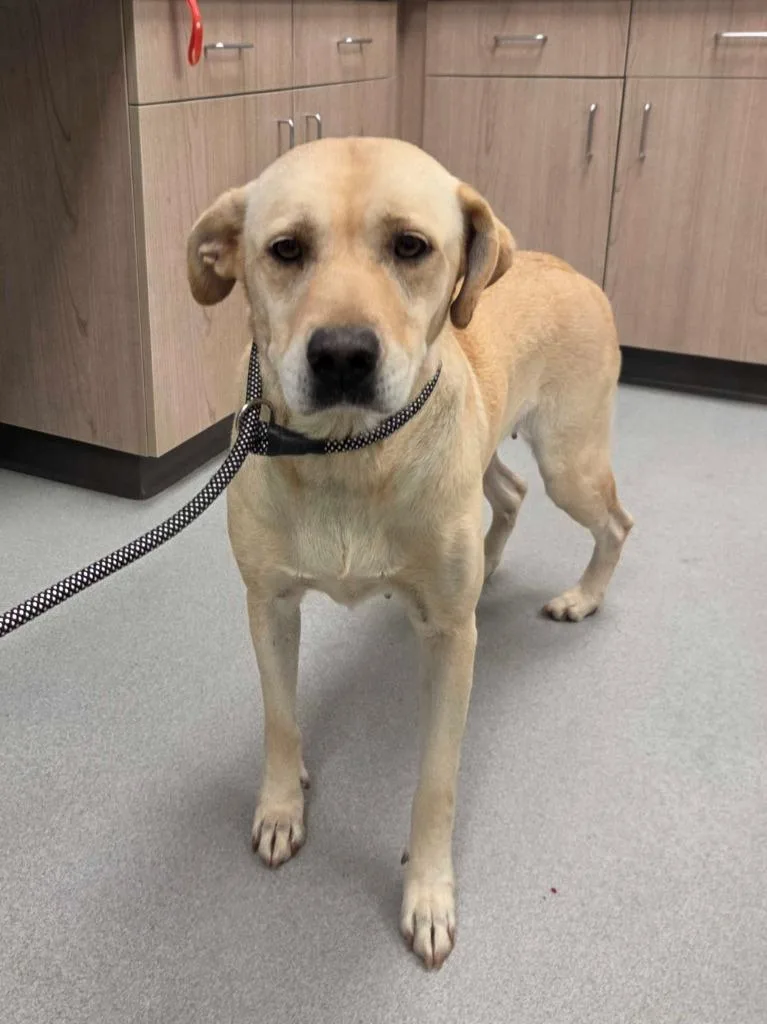 An adult large-sized female Labrador Retriever dog named Wilma for adoption in Chillicothe, OH