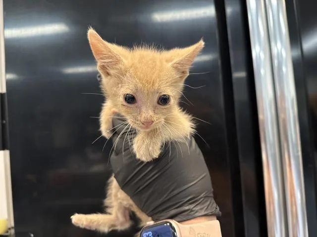 A baby small-sized female Domestic Short Hair cat named Lizzy for adoption in Thousand Palms, CA