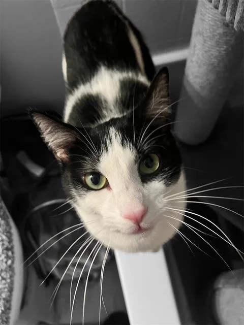 A young medium-sized male Black Domestic Short Hair cat named Louie Jungle for adoption in Chandler, AZ