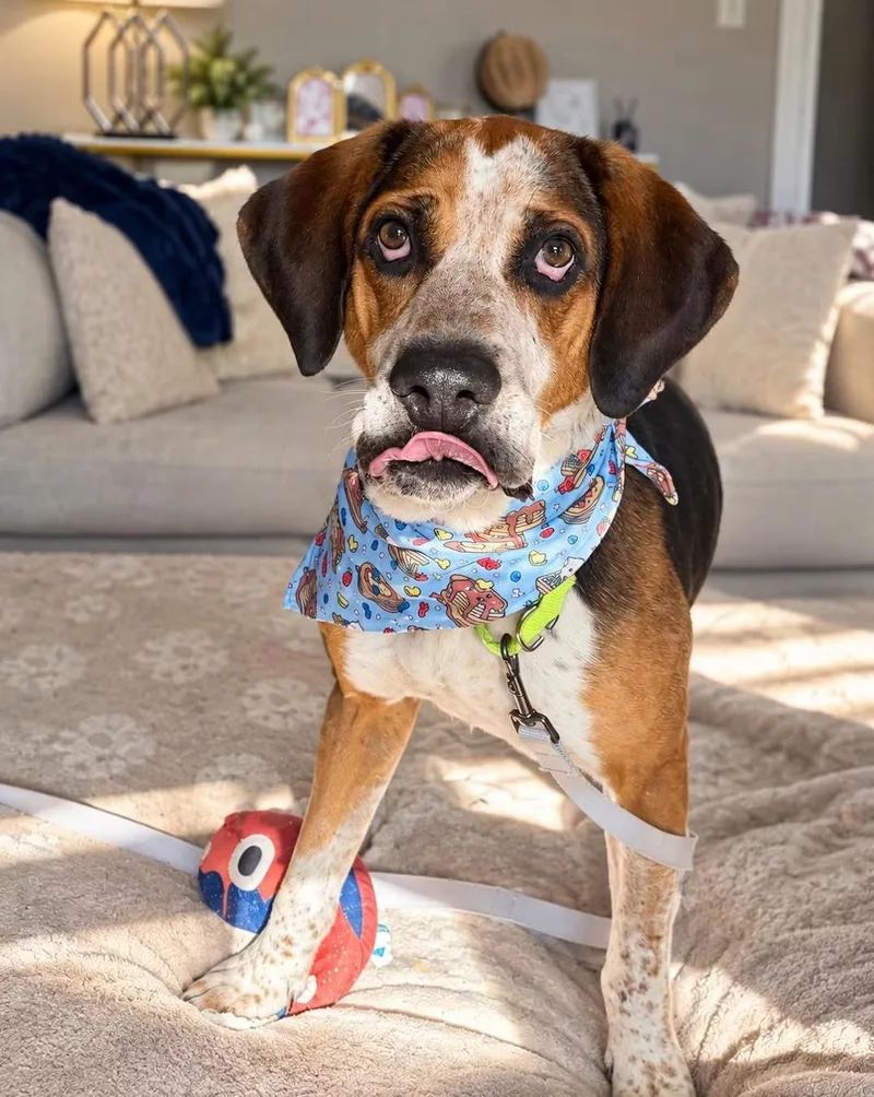 An adult large-sized male Hound dog named Norby for adoption in Randleman, NC
