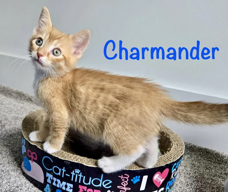 A baby medium-sized male Orange & White Domestic Short Hair cat named Charmander for adoption in Reston, VA