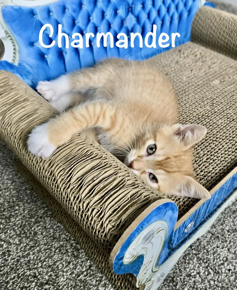 Charmander thumbnail 2