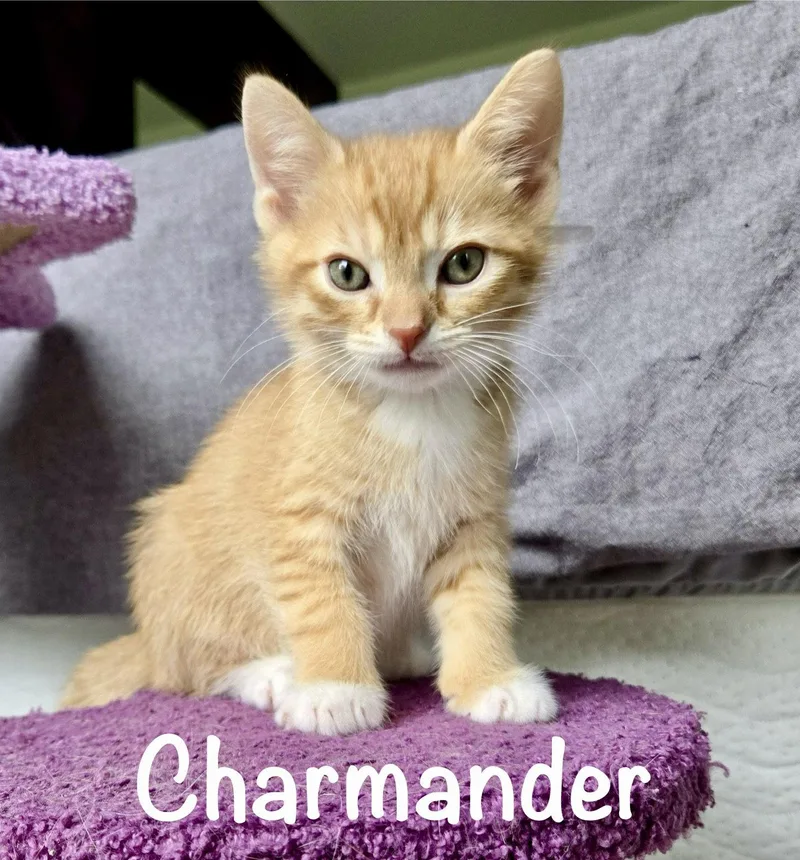 Charmander thumbnail 3