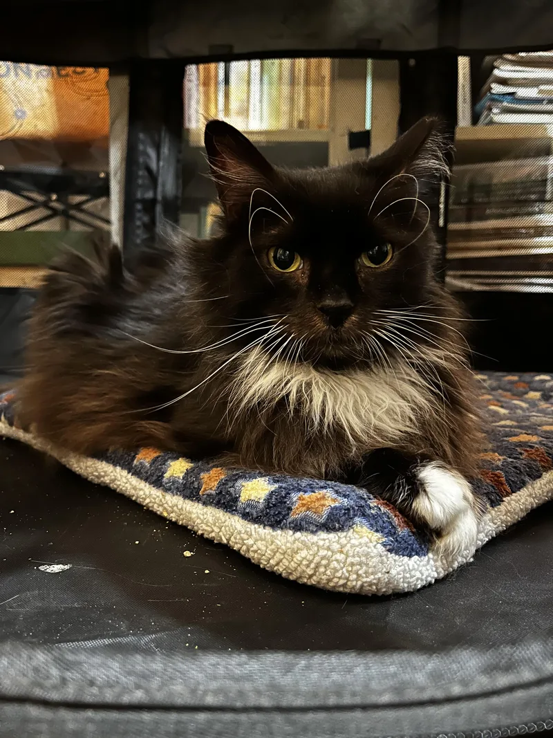 A senior medium-sized male Black & White / Tuxedo Domestic Long Hair cat named Billy Bob Thornton for adoption in Brooklyn, NY
