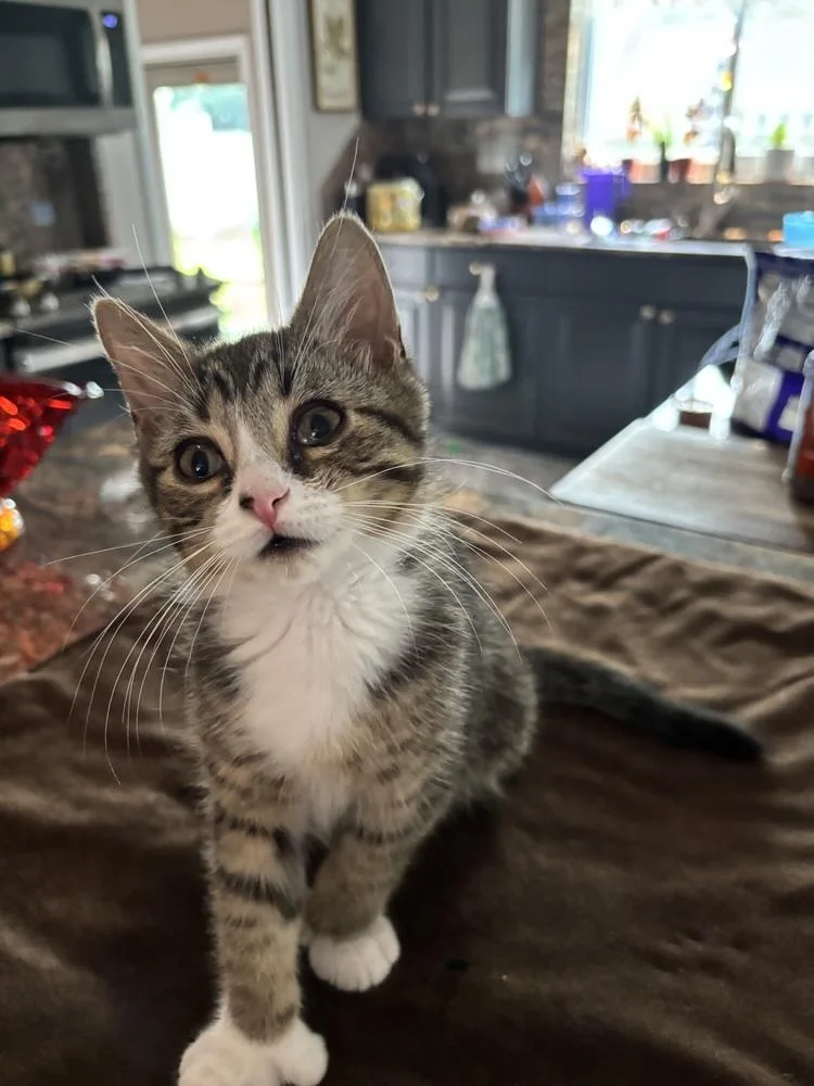A baby medium-sized female Gray & White Domestic Short Hair cat named Lyra for adoption in Clinton Township, MI