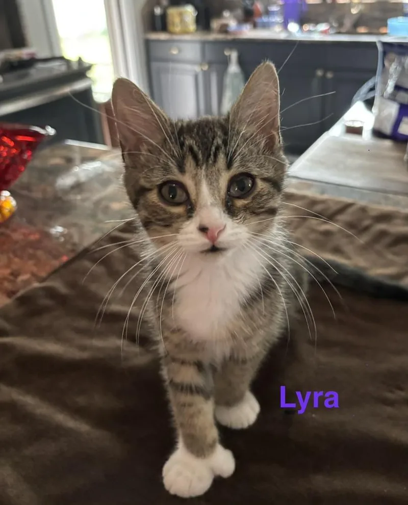 Lyra thumbnail 2