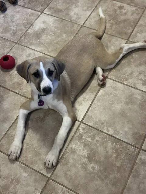 A baby medium-sized female Yellow / Tan / Blond / Fawn Saint Bernard dog named Willow for adoption in Fort Collins, CO