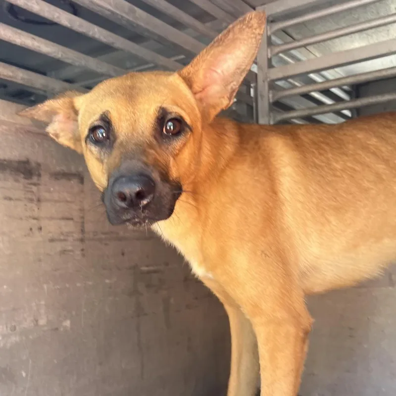 An adult small-sized female Brown / Chocolate Retriever dog named Honey Bunch for adoption in Edinburg, TX