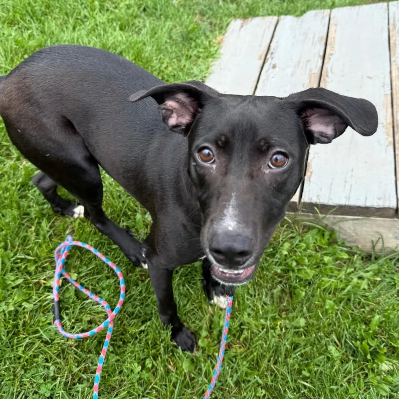 A young medium-sized female Black Hound dog named Minnie for adoption in Brookfield, WI