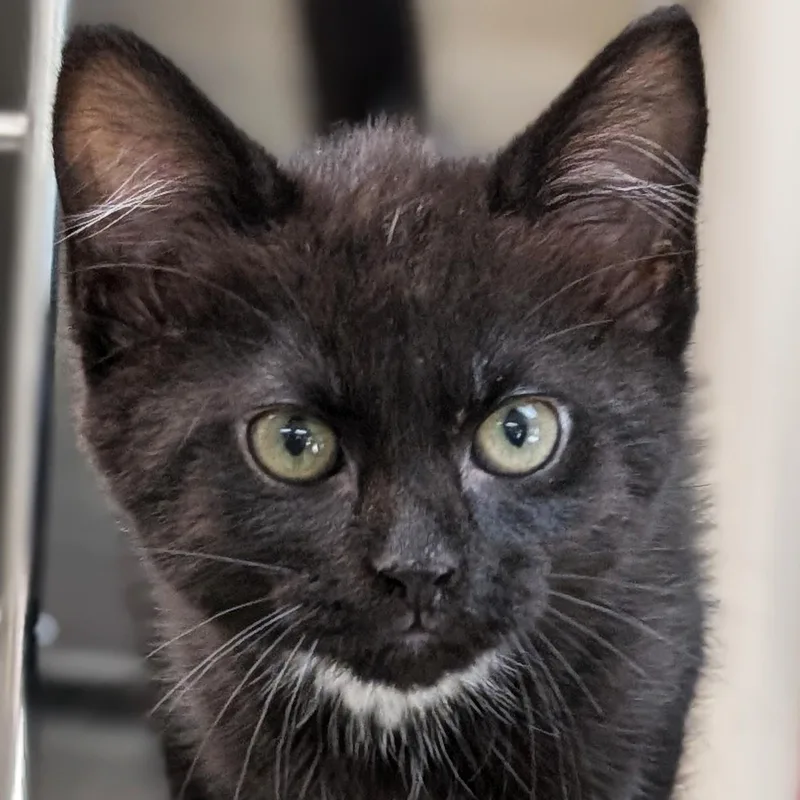 A baby medium-sized male Black Domestic Short Hair cat named Pluto Reduced Fee for adoption in Jefferson, WI