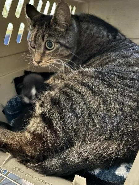 A baby small-sized female Domestic Short Hair cat named Pen  Cherry for adoption in Lawrenceville, GA