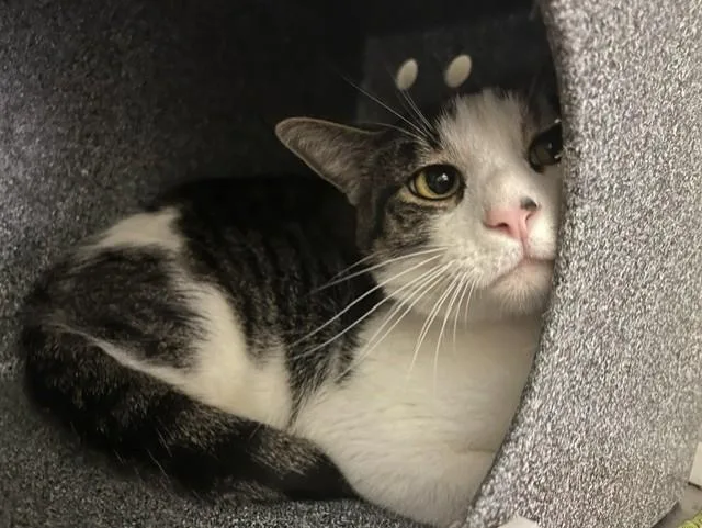 A young medium-sized male Domestic Short Hair cat named Juno for adoption in Colorado Springs, CO