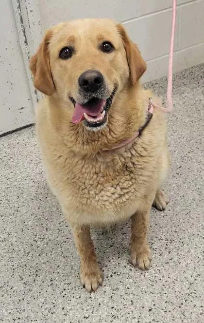 An adult extra large-sized female Yellow / Tan / Blond / Fawn Mixed Breed dog named Jigglypuff for adoption in Kansas City, MO