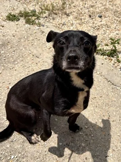 An adult small-sized female Mixed Breed dog named Zora for adoption in New Orleans, LA