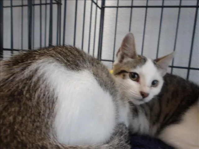 A baby medium-sized female Domestic Short Hair cat named A for adoption in Los Angeles, CA