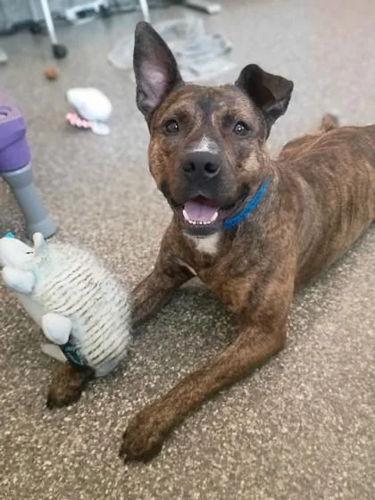 An adult large-sized male Pit Bull Terrier dog named Andy for adoption in Westland, MI