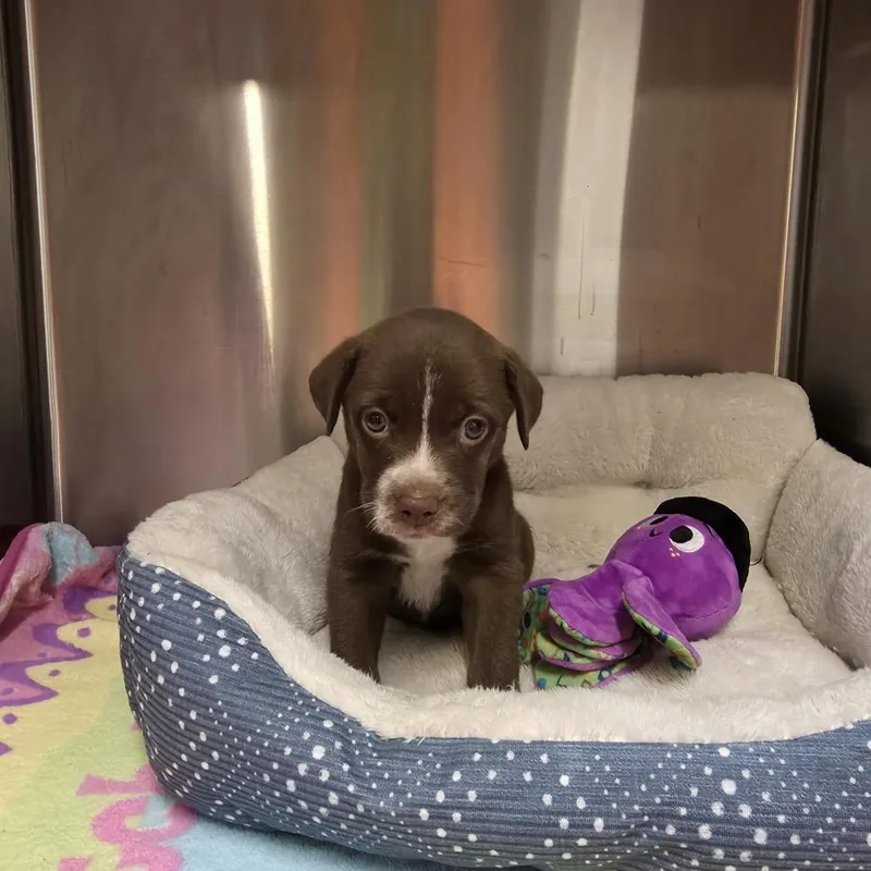 A baby small-sized female Red / Chestnut / Orange Chocolate Labrador Retriever dog named Vixen for adoption in Denison, TX