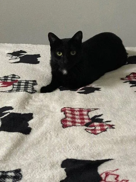 A young medium-sized male Domestic Short Hair cat named Edgar for adoption in St. Cloud, FL
