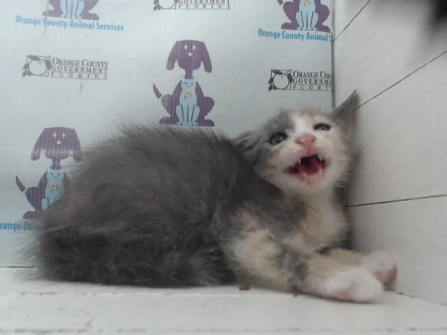 A baby small-sized female Domestic Short Hair cat named Nebula for adoption in Orlando, FL