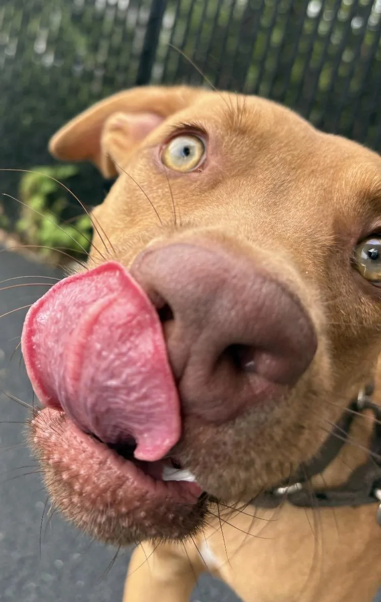 A baby medium-sized male Yellow / Tan / Blond / Fawn Vizsla dog named Bob for adoption in Norwalk, CT