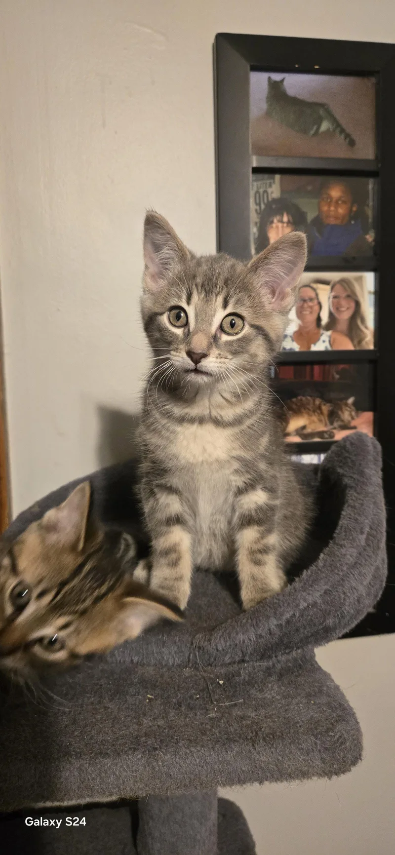 A baby medium-sized female Domestic Short Hair cat named Pina Colada for adoption in Walled Lake, MI