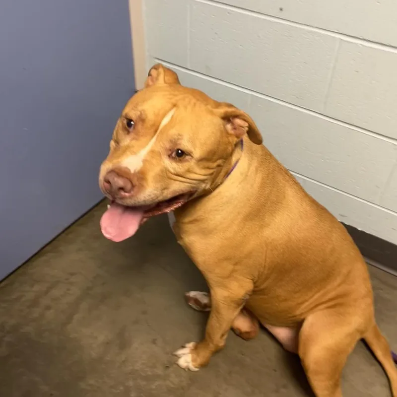 A senior large-sized female Mixed Breed dog named Taz for adoption in DeKalb, IL
