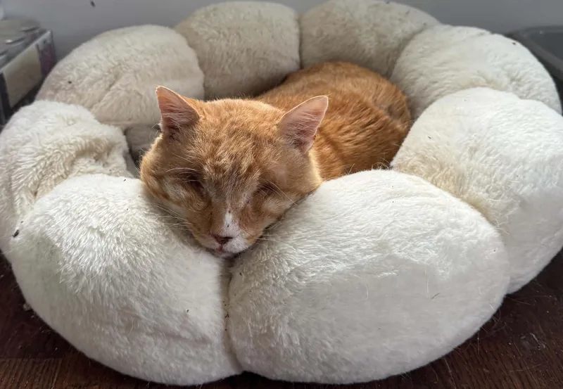An adult medium-sized male Orange / Red Domestic Short Hair cat named Nacho for adoption in Lansdowne, PA