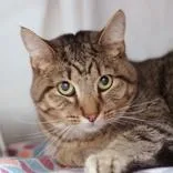 An adult large-sized male Tabby (Brown / Chocolate) Domestic Short Hair cat named Simba for adoption in Hilliard, OH