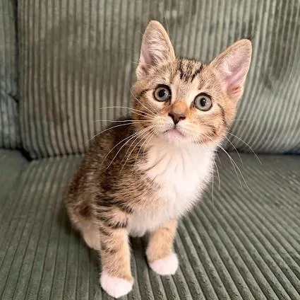 A baby medium-sized female Tabby (Brown / Chocolate) Domestic Short Hair cat named Li'L Dipper for adoption in Andover, MN