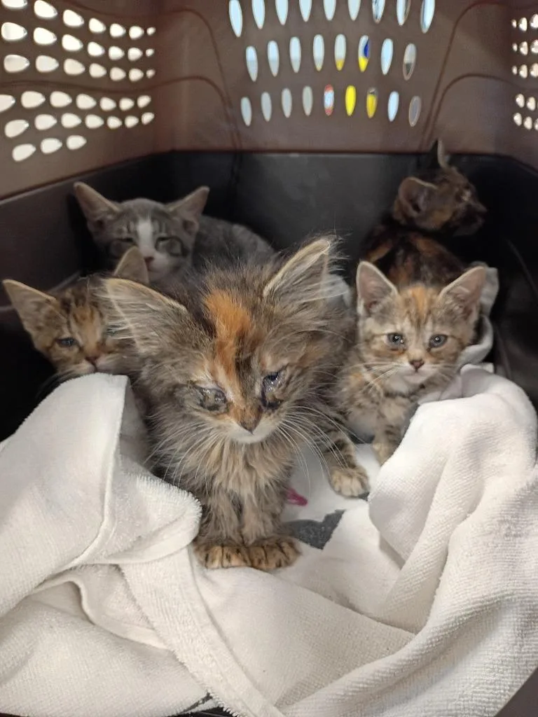 A baby medium-sized female Domestic Short Hair cat named Seagrass for adoption in Clarksville, TN