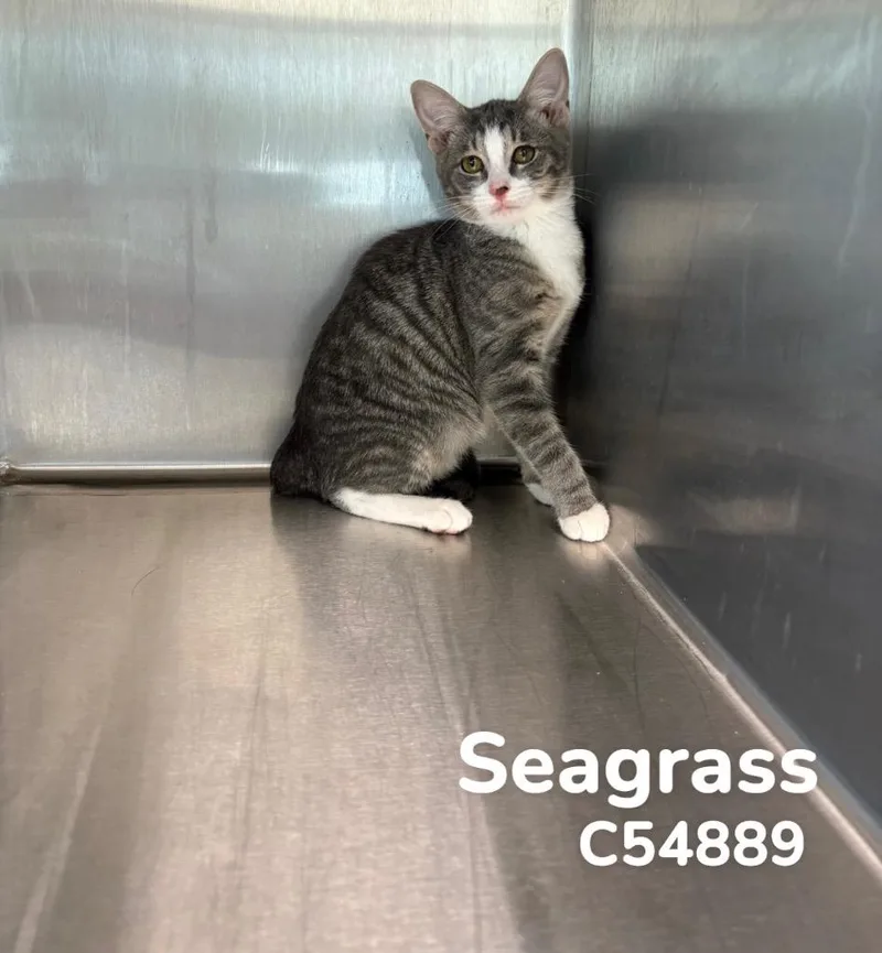 Seagrass thumbnail 2
