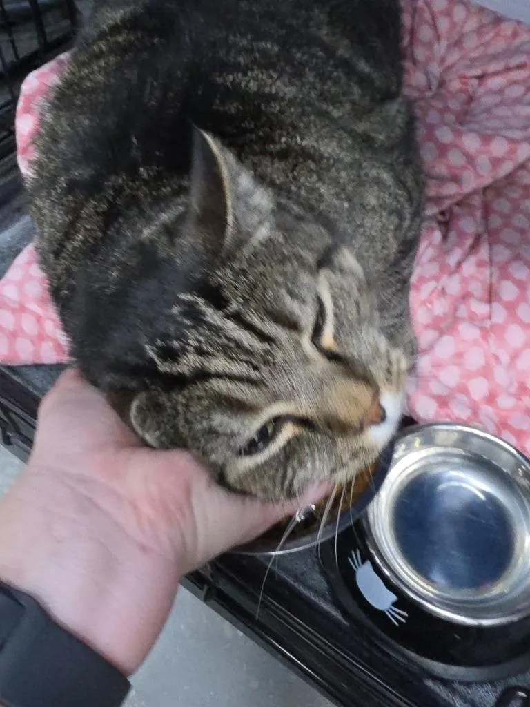 An adult medium-sized male Domestic Short Hair cat named Simba for adoption in St. Cloud, MN