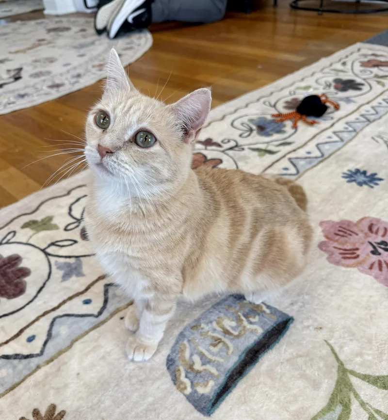 A young medium-sized female Tabby (Buff / Tan / Fawn) Domestic Short Hair cat named Maple for adoption in Greensburg, PA