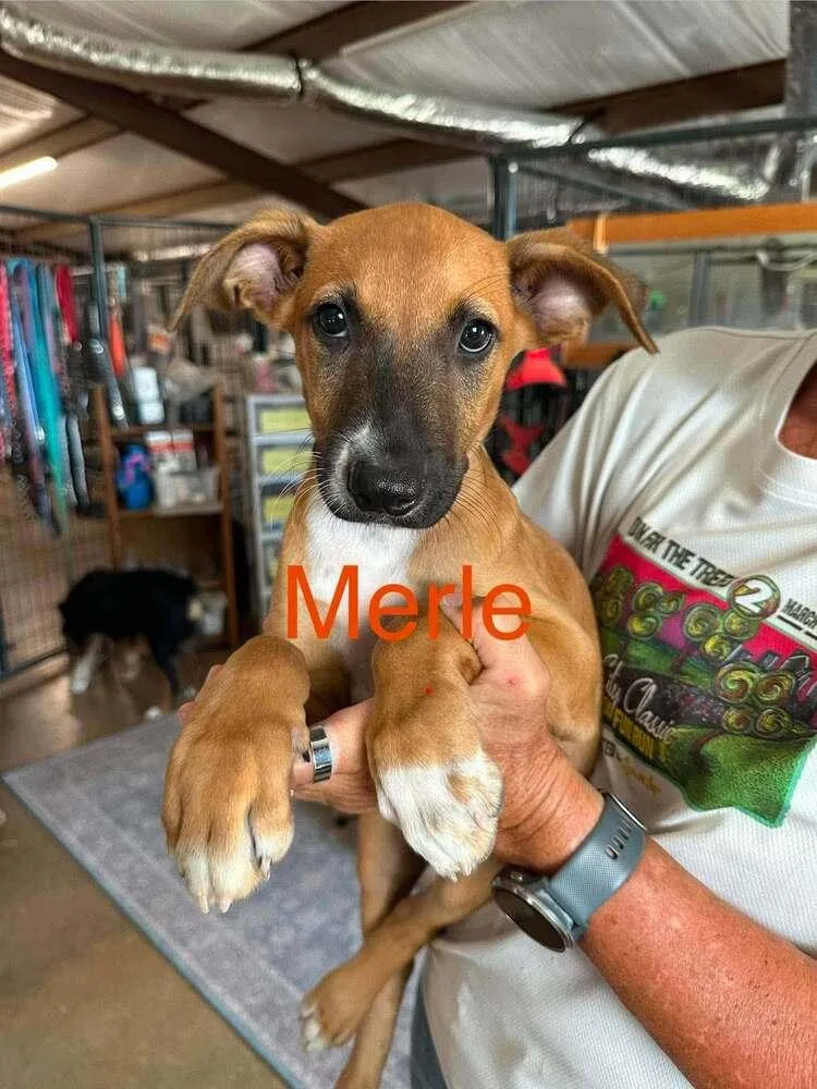 A baby medium-sized male Shepherd dog named Merle for adoption in Saugus, MA