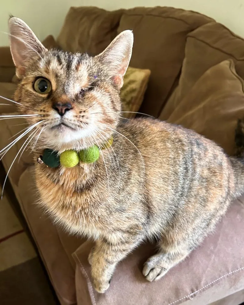 An adult medium-sized female Domestic Short Hair cat named Hattie for adoption in Brainardsville, NY