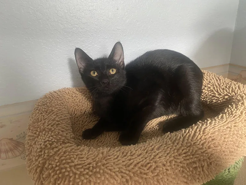 A young medium-sized female Black Domestic Short Hair cat named Raven for adoption in Tampa, FL