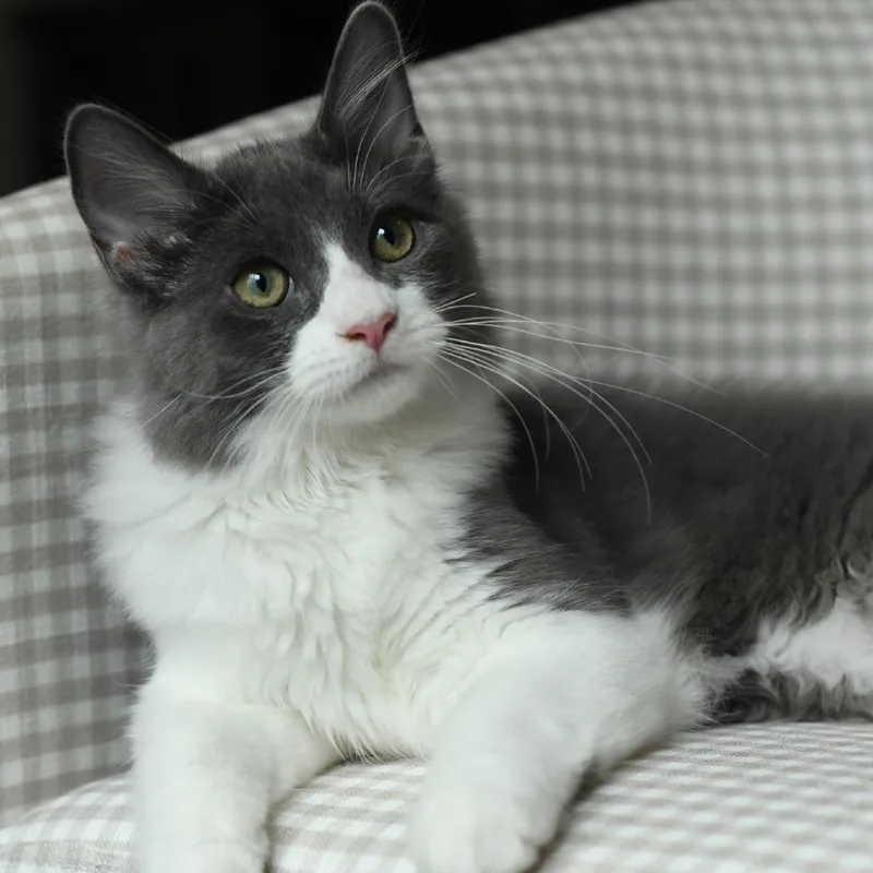 A baby small-sized male Domestic Medium Hair cat named Mr Johnson for adoption in Hillsborough, NC