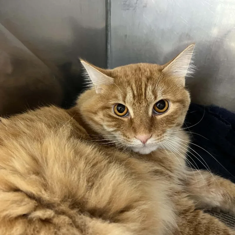 An adult large-sized male Domestic Medium Hair cat named Merle for adoption in Verona, VA
