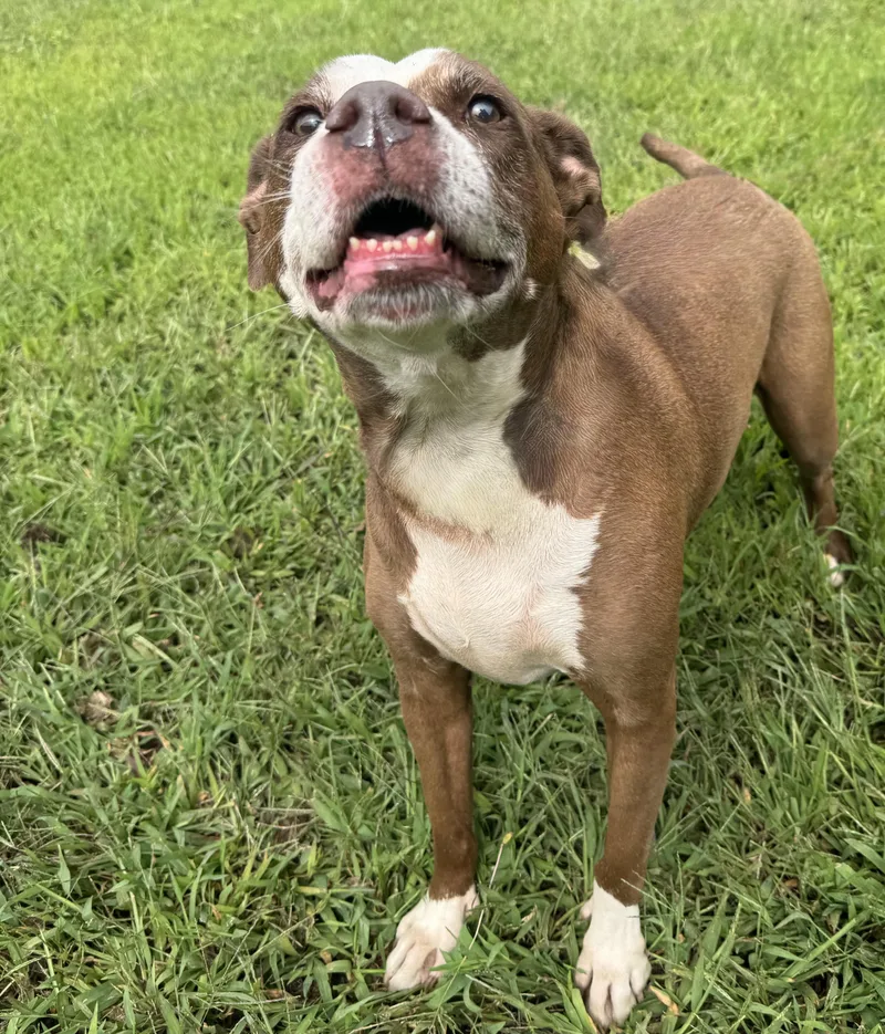 A senior medium-sized female American Staffordshire Terrier dog named Betsy Lady for adoption in Woodbridge, CT