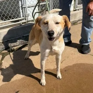 Yellowstone thumbnail 2