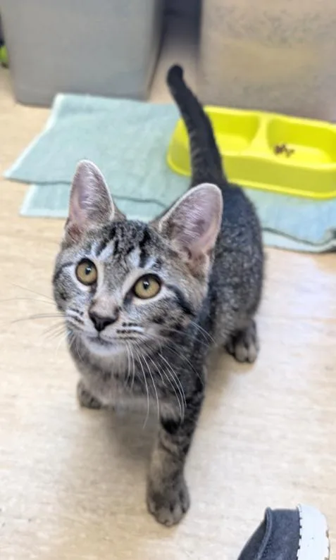A baby medium-sized female Tiger cat named Frisbee for adoption in Carroll, OH
