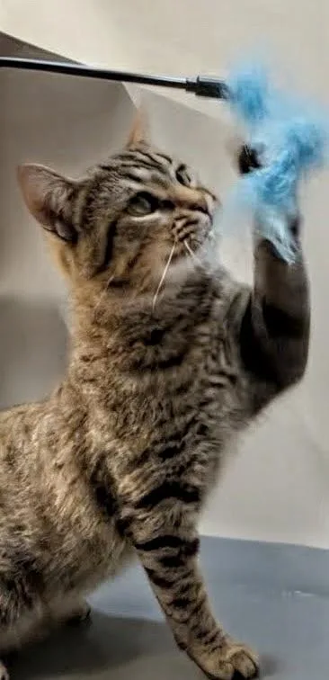 A baby small-sized male Tabby (Gray / Blue / Silver) Domestic Short Hair cat named Buddy for adoption in Syosset, NY