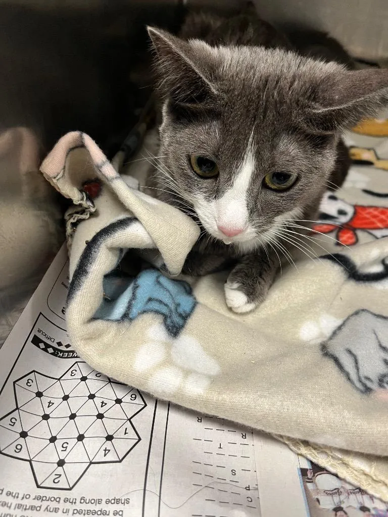A young large-sized female Domestic Short Hair cat named Bessie for adoption in Hopkinsville, KY