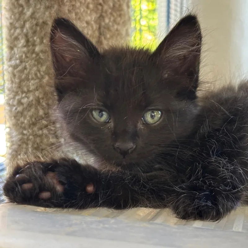 A baby small-sized male Black Domestic Medium Hair cat named Kai for adoption in Tustin, CA