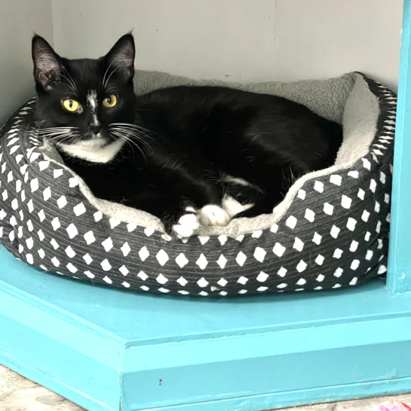 A young medium-sized female Black & White / Tuxedo Domestic Short Hair cat named Adrienne for adoption in Grand Rapids, MI