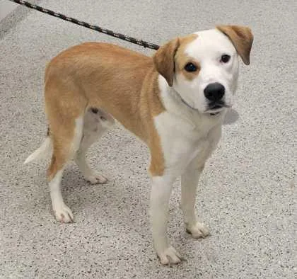 An adult large-sized male White / Cream Mixed Breed dog named Sourpatch for adoption in Kansas City, MO