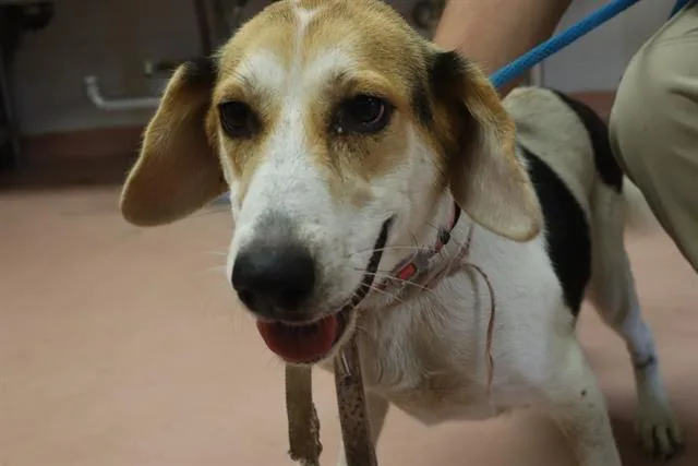 An adult medium-sized female Mixed Breed dog named Socks for adoption in Columbia, SC