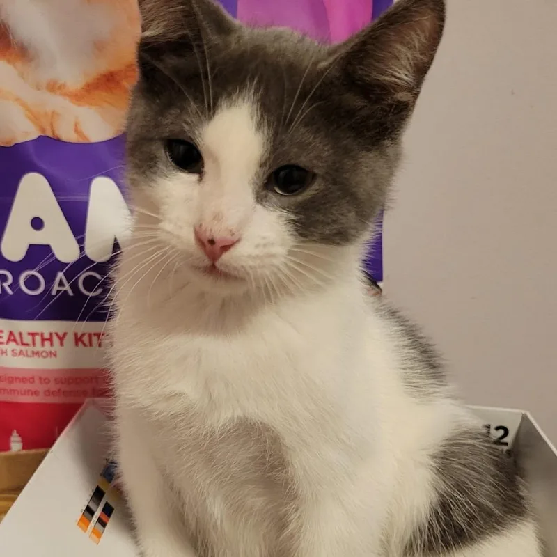 A baby small-sized male Domestic Short Hair cat named Sausalito for adoption in Woodstock, GA