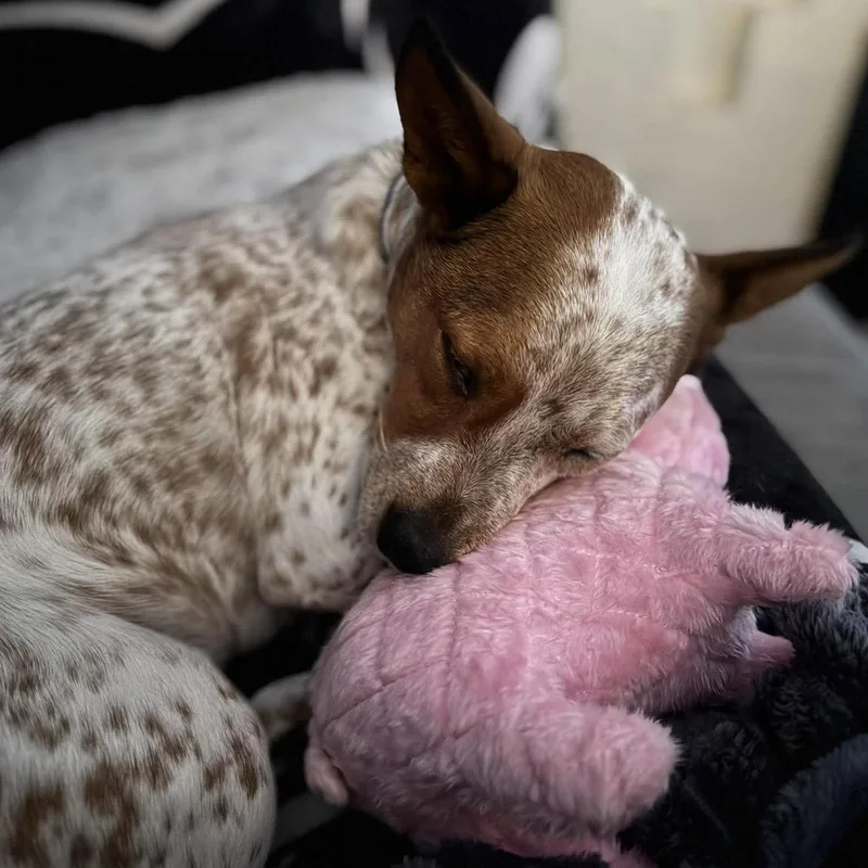 An adult medium-sized male Australian Cattle Dog / Blue Heeler dog named Chunk Norris for adoption in Hillsborough , NC