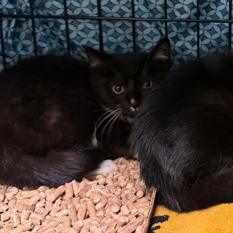 A baby small-sized female Black Domestic Short Hair cat named Goofy for adoption in Lynchburg, VA